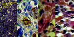 Anatomo-topographic and histo-cytological study of dromedary’s spleen in Algeria