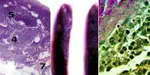 AN ANATOMICAL AND HISTOLOGICAL STUDY OF THE RABBIT SPLEEN DEVELOPMENT IN THE POSTNATAL PERIOD IN ALGERIA