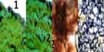Morpho-histological study of spleen ontogenesis in lambs during antenatal and posnatal period.