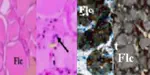Effect of the Seasons on the Change of Morphological, Histo-Cytological and Hormonal Parameters of the Thyroid Gland in Cattle in Algeria