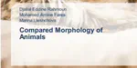 Compared Morphology of Animals