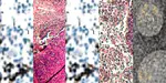 Anatomy of lymph nodes deep cortex in laboratory spices.