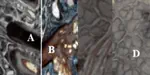 Histological study of eyelid in Algerian locale bovine